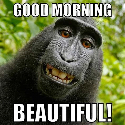 good morning meme funny|beautiful good morning memes.